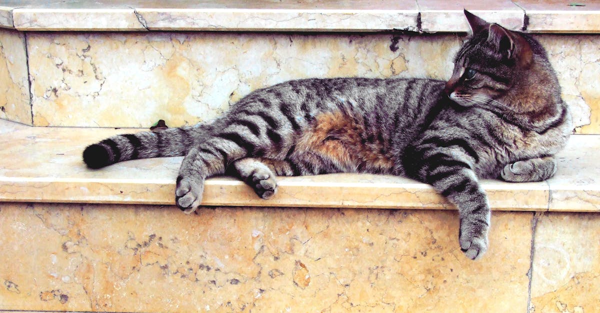 Grey Cat Lying in Marble Stairway
