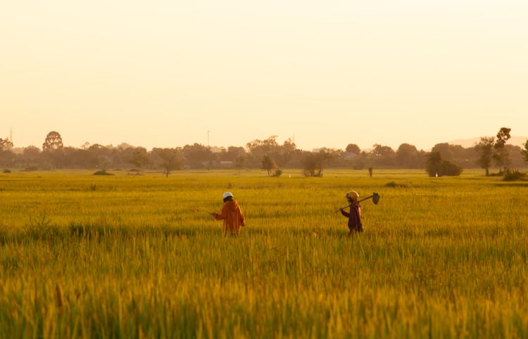 Workers On Rice Field