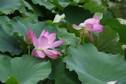 Pink Lotus Flowers among Green Leaves