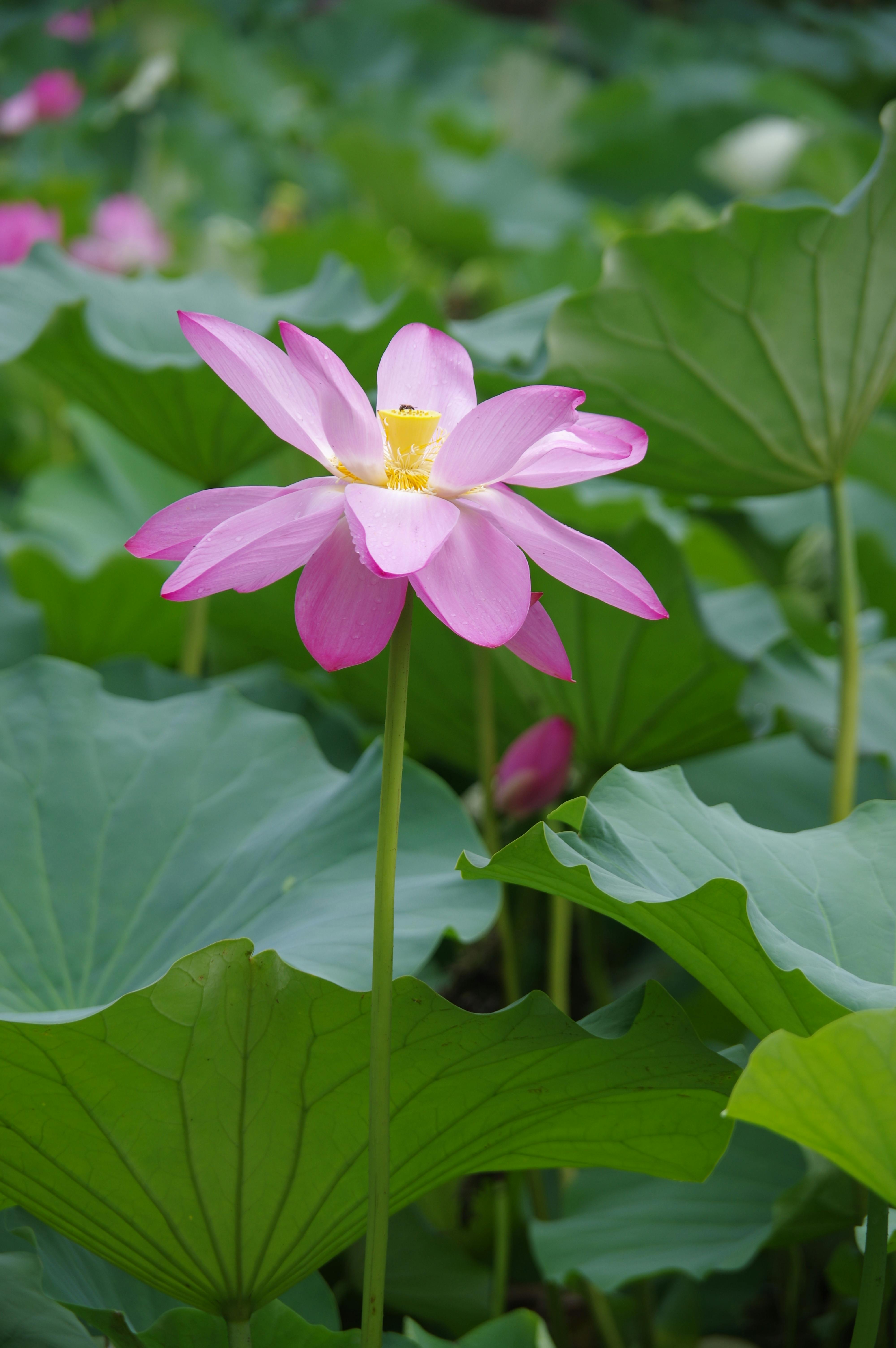 Lotus Flower Growing In The Mud Photos, Download The BEST Free Lotus ...