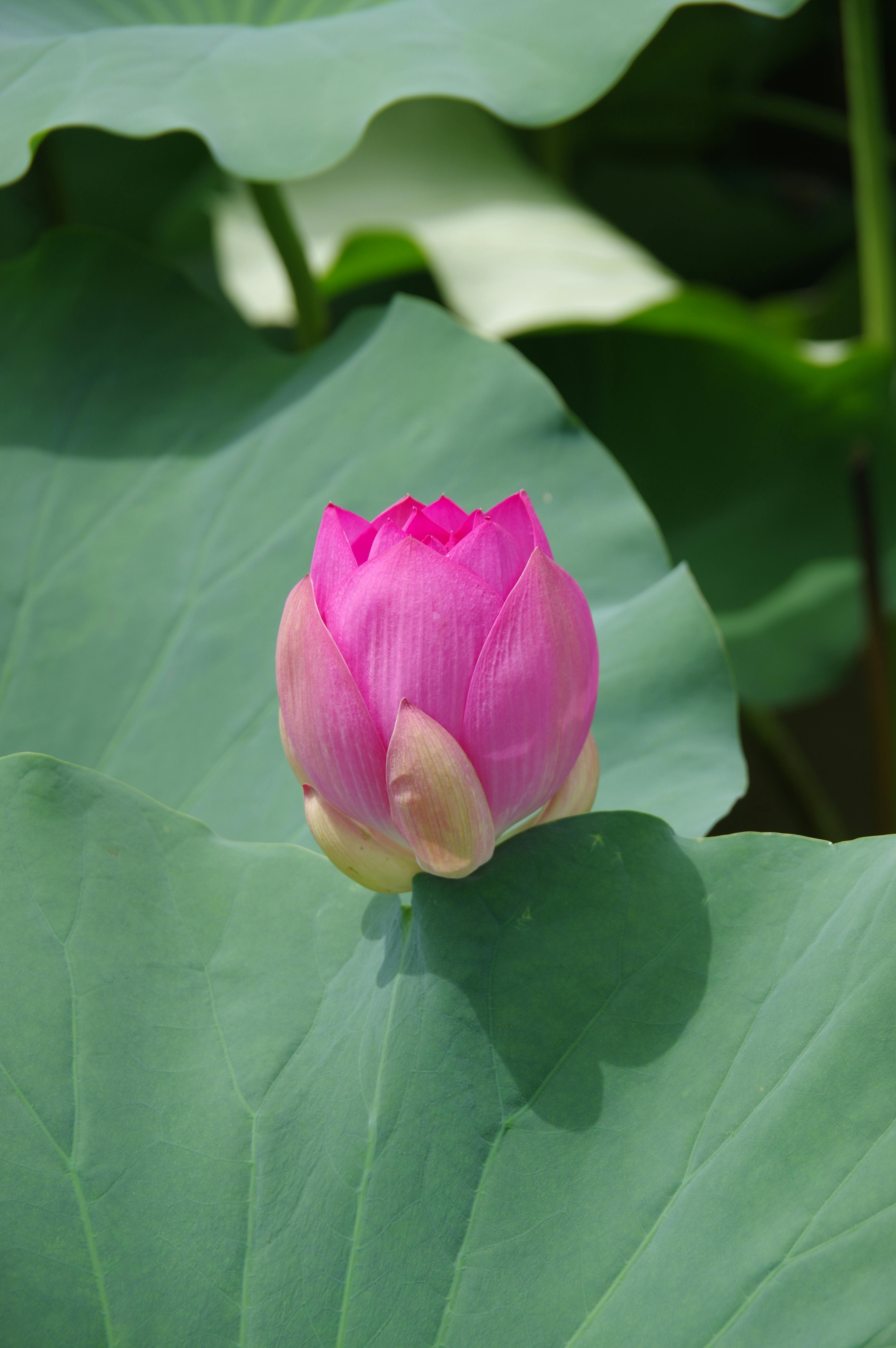Purple Lotus Flower Photos, Download The BEST Free Purple Lotus Flower ...