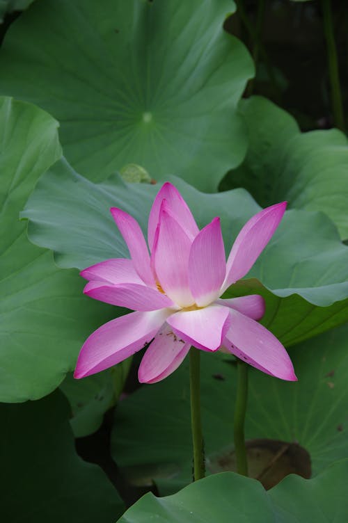 Blooming Lotus Among Leaves