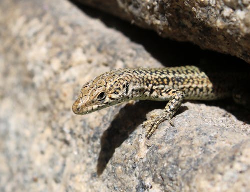 Black Brown and White Reptile on Gray and Brown Concrete Outdoors during Daytime