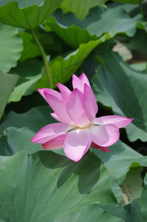 Delicate Pink Lotus