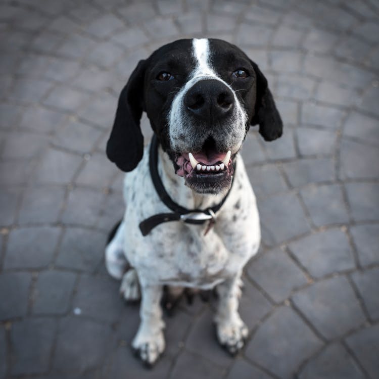 Black and White Short Coat Dog Closeup Photography