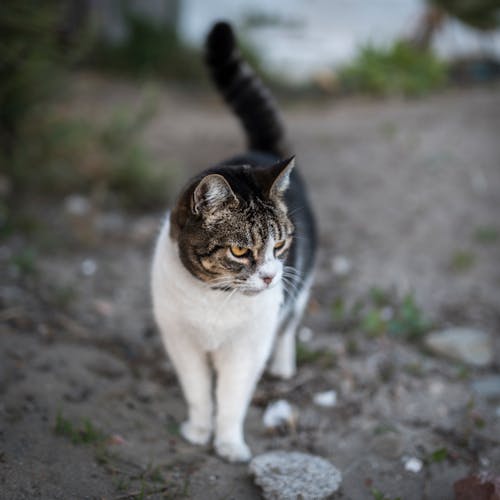 White and Grey Cat Standing on Grey Sand during Daytime