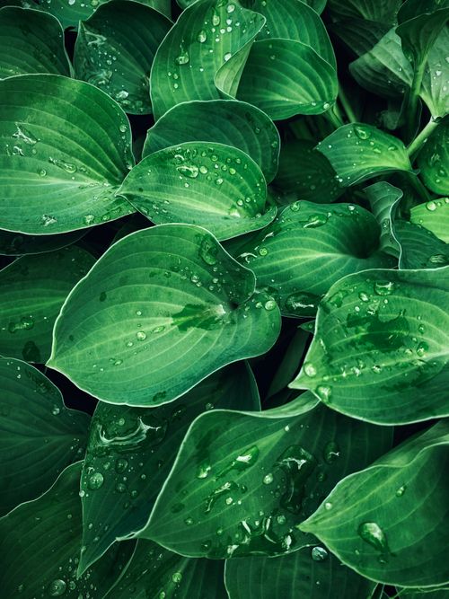 Free Close-up of fresh green Hosta leaves adorned with dew drops, capturing natural beauty. Stock Photo