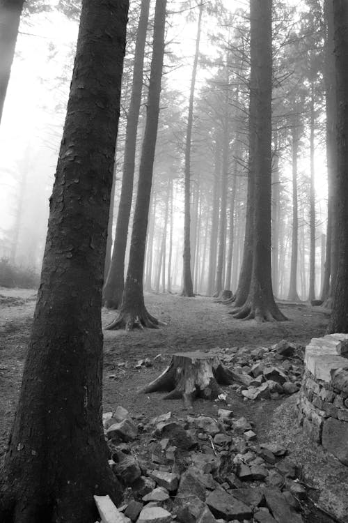 Foto profissional grátis de árvore, enevoado, floresta