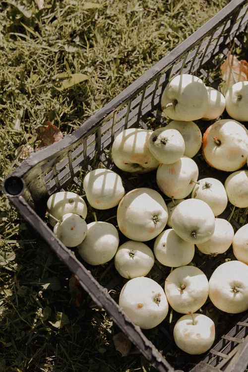 Free A basket of freshly picked apples rests on green grass, capturing the essence of harvest season. Stock Photo
