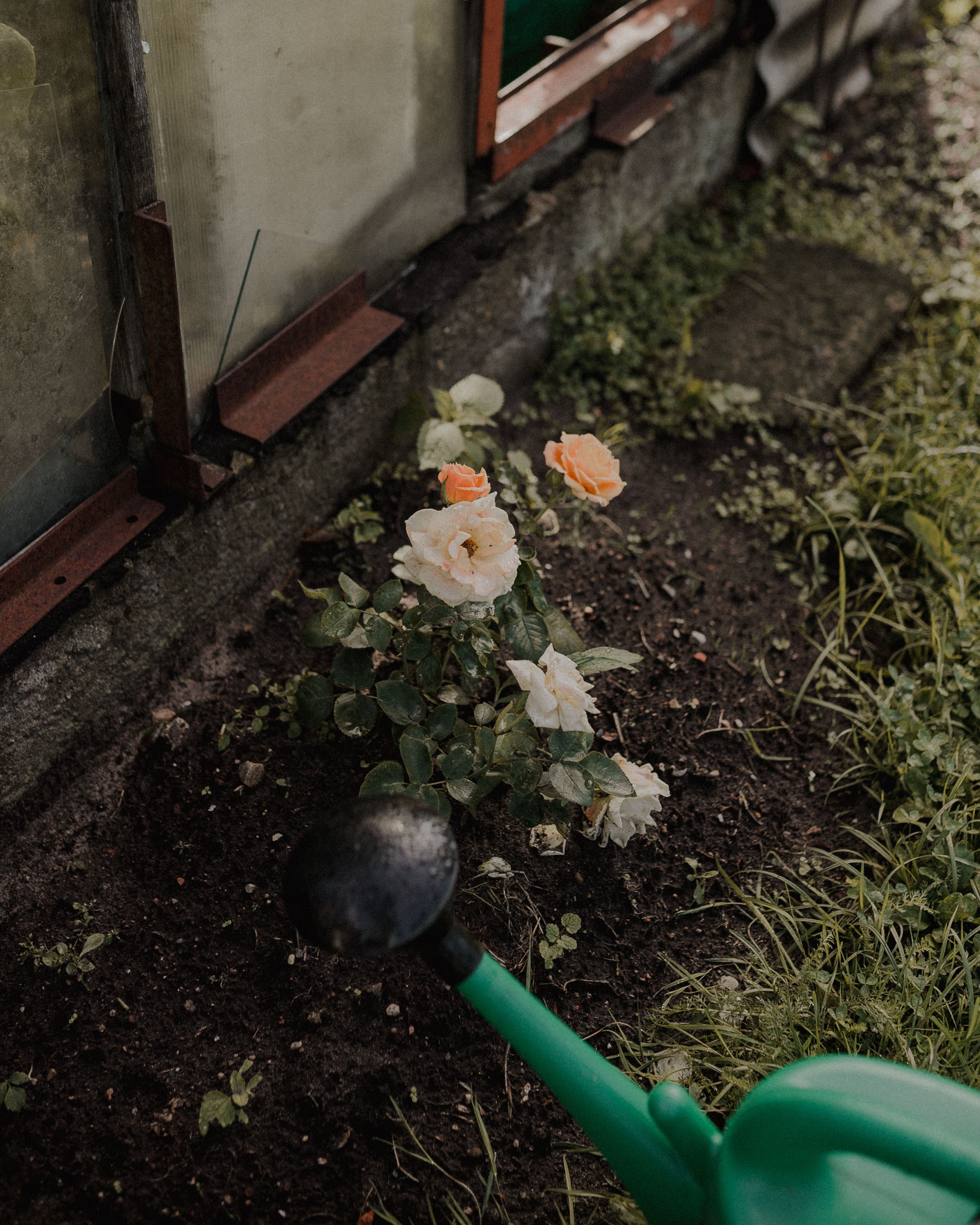 A garden with orange and white roses being watered near an old wall.