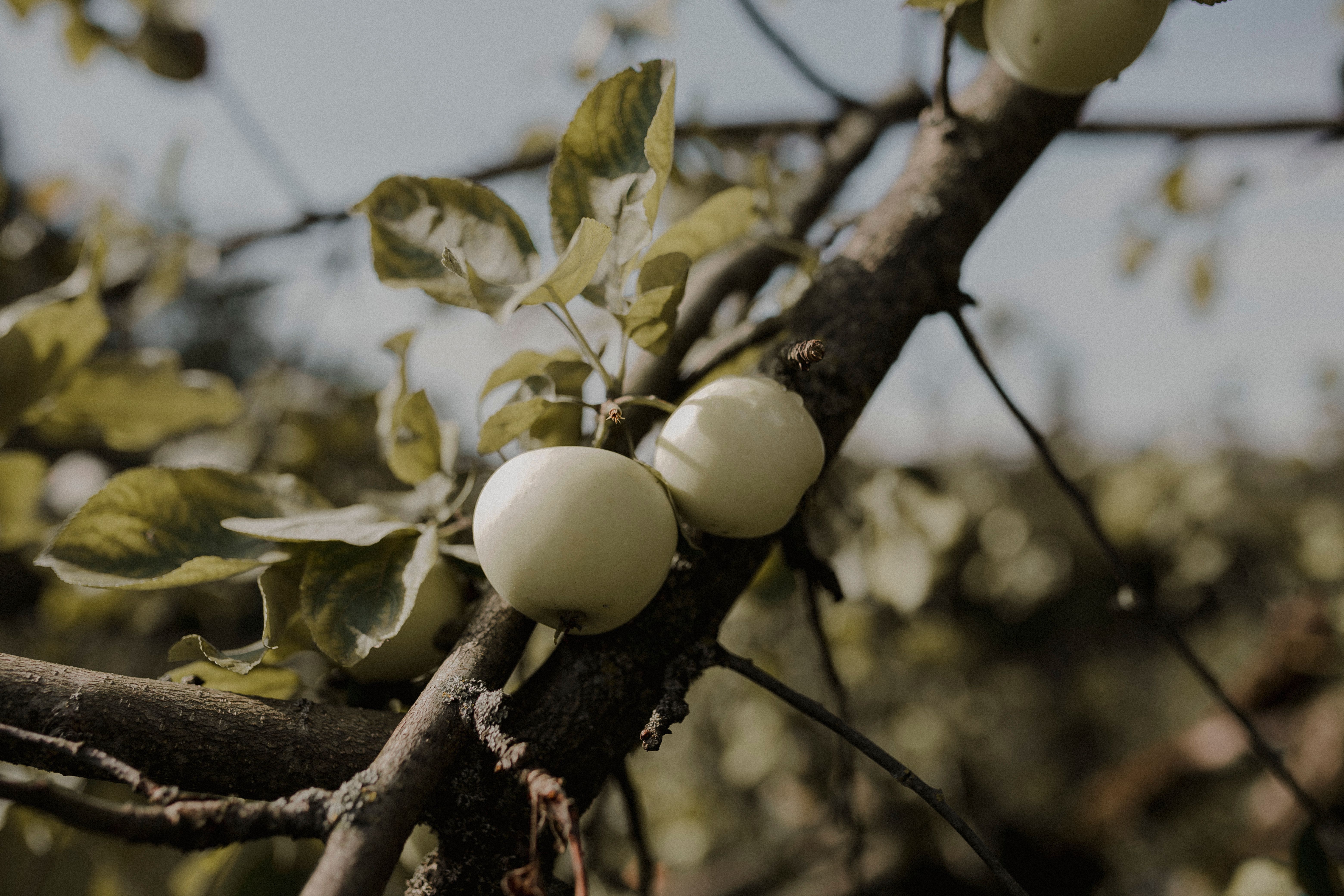 Close up of Apples on Tree · Free Stock Photo