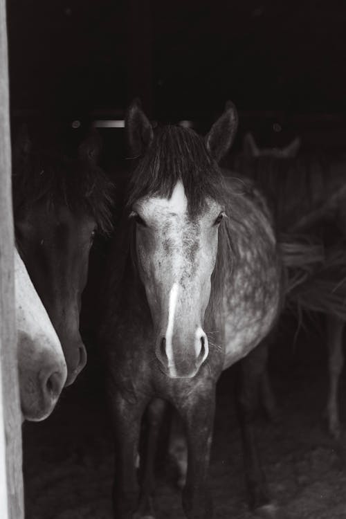 Foto d'estoc gratuïta de bestiar, blanc i negre, cavalls