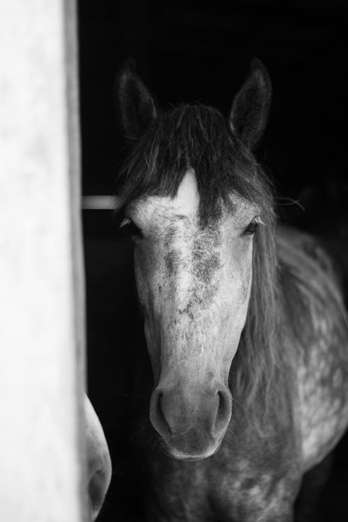 Foto d'estoc gratuïta de agricultura, blanc i negre, cavall