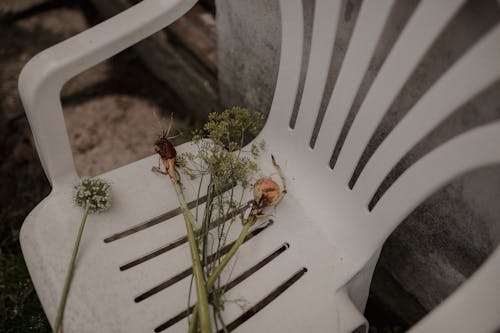 Foto d'estoc gratuïta de blanc, cadira de pati, flors