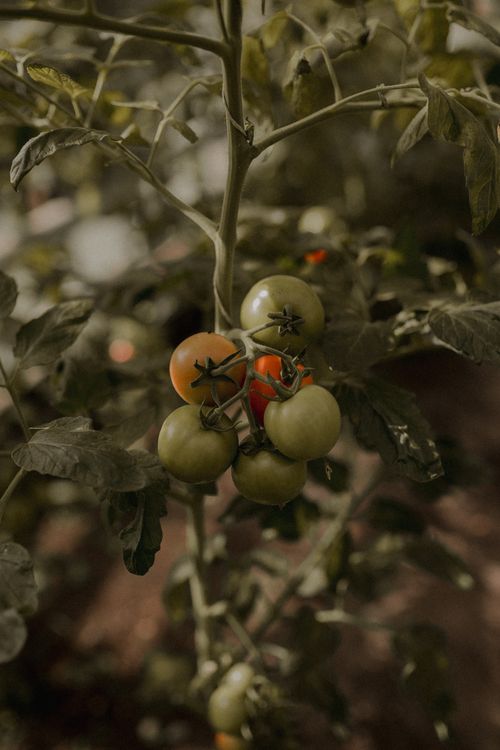 Free Cluster of ripening green to red tomatoes on vine in countryside garden. Stock Photo