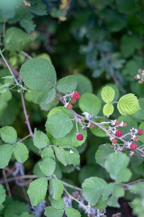 Wild Rasperries Growing in Forest