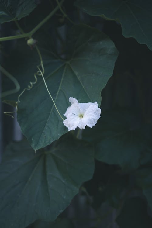 White Bloom on Shrub