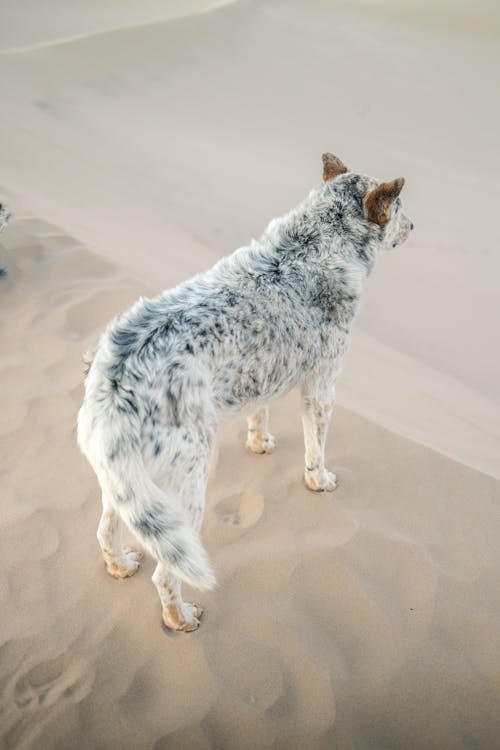 A dog standing in the sand with a person