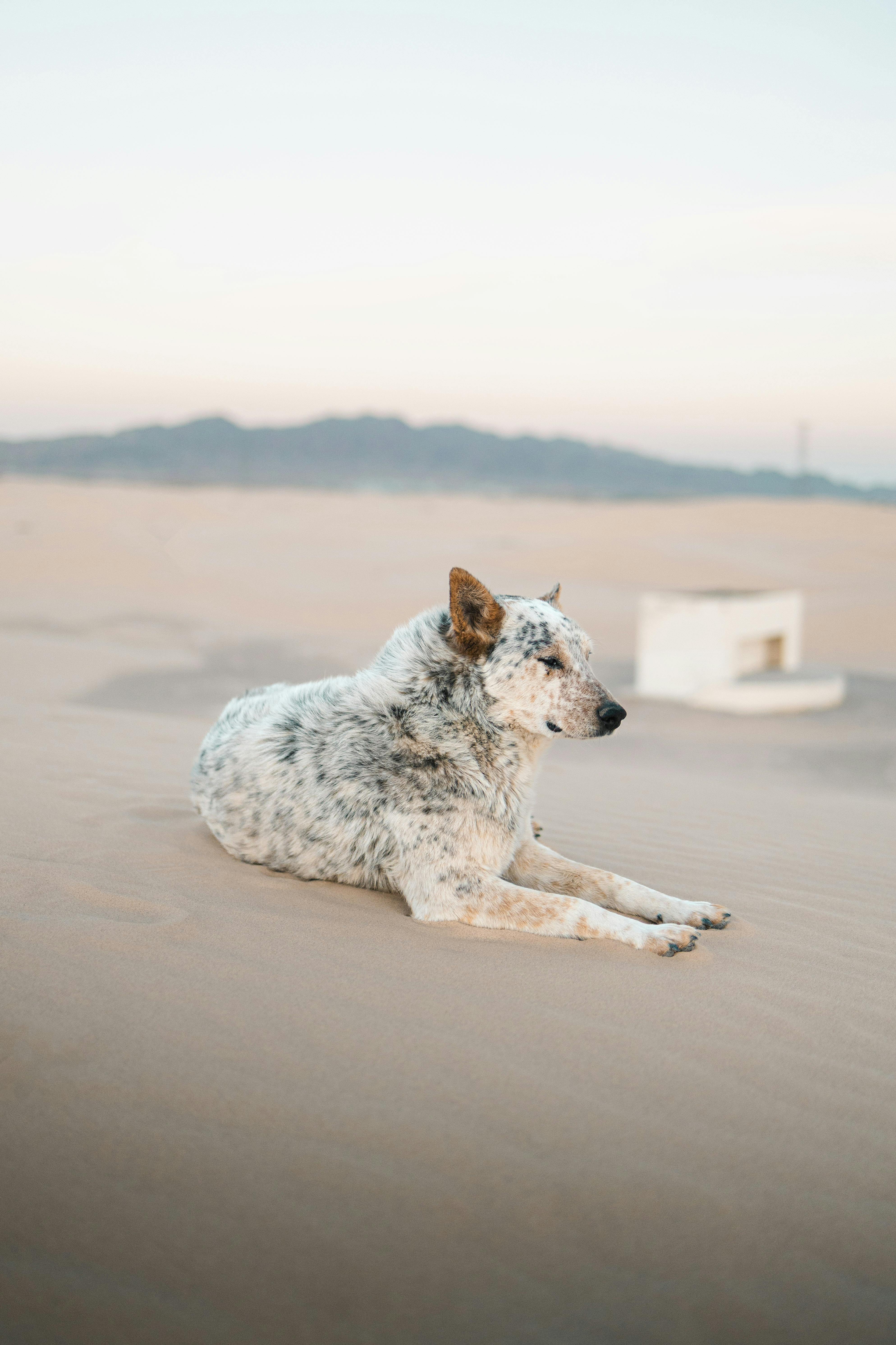 a dog laying on the sand in the desert