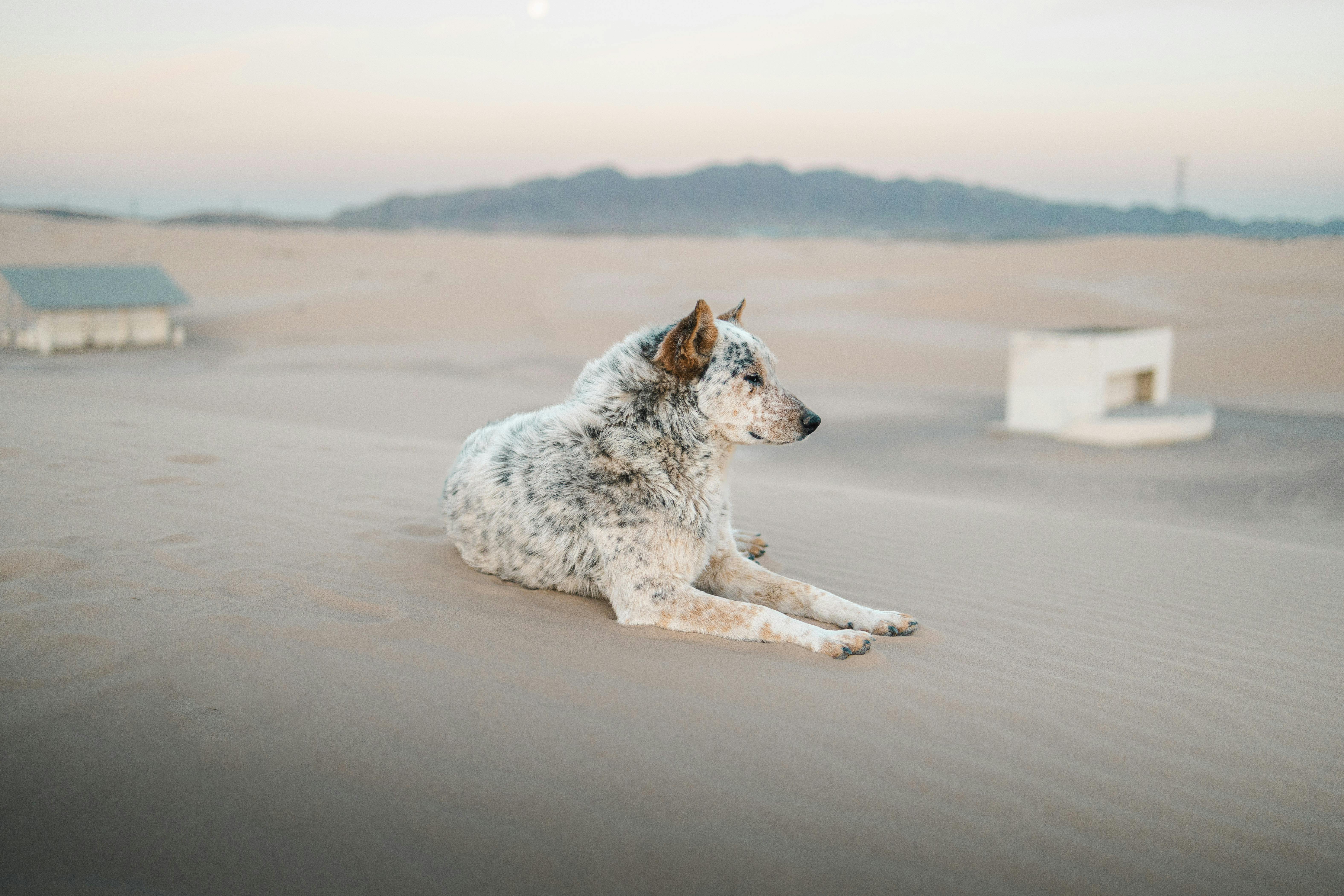 a dog laying on the sand in front of a building