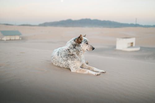 A dog laying on the sand in front of a building