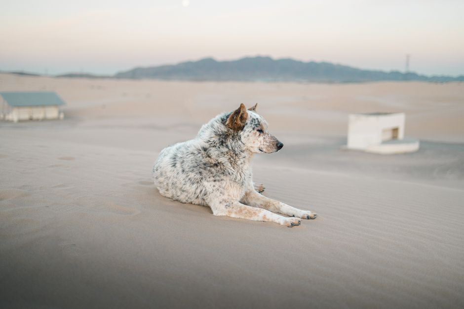 An Australian Cattle Dog relaxing on the Samalayuca desert dunes in Mexico. Scenic landscape.