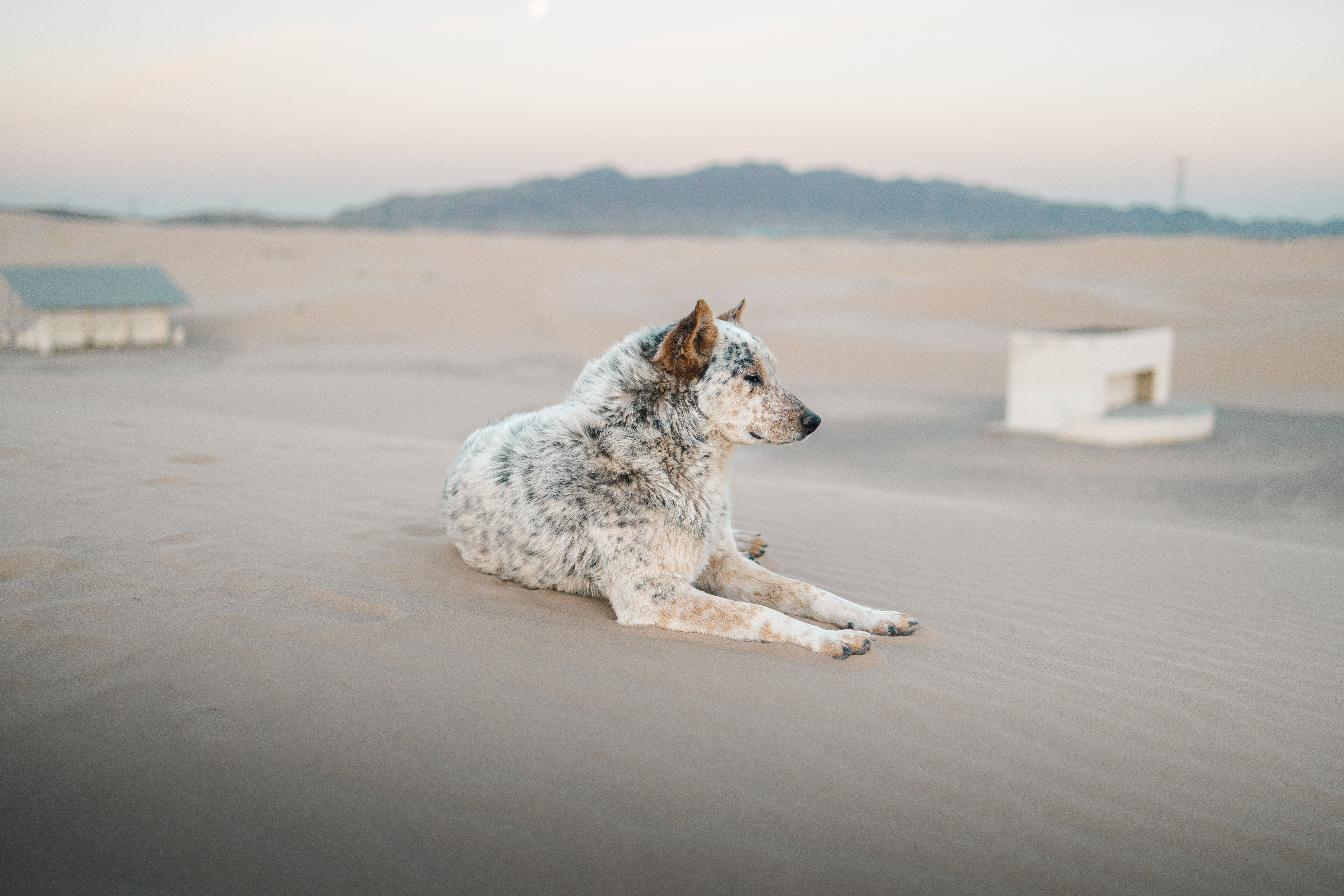 A dog laying on the sand in front of a building · Free Stock Photo