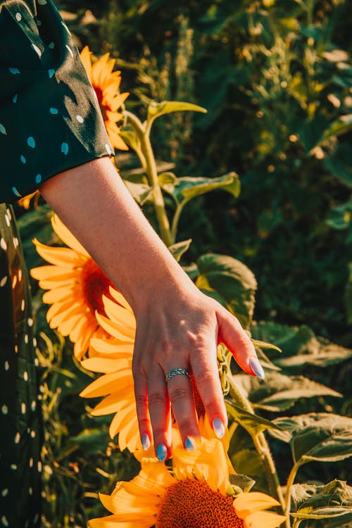 向日葵, 垂直拍攝, 手 人類的手 的 免費圖庫相片