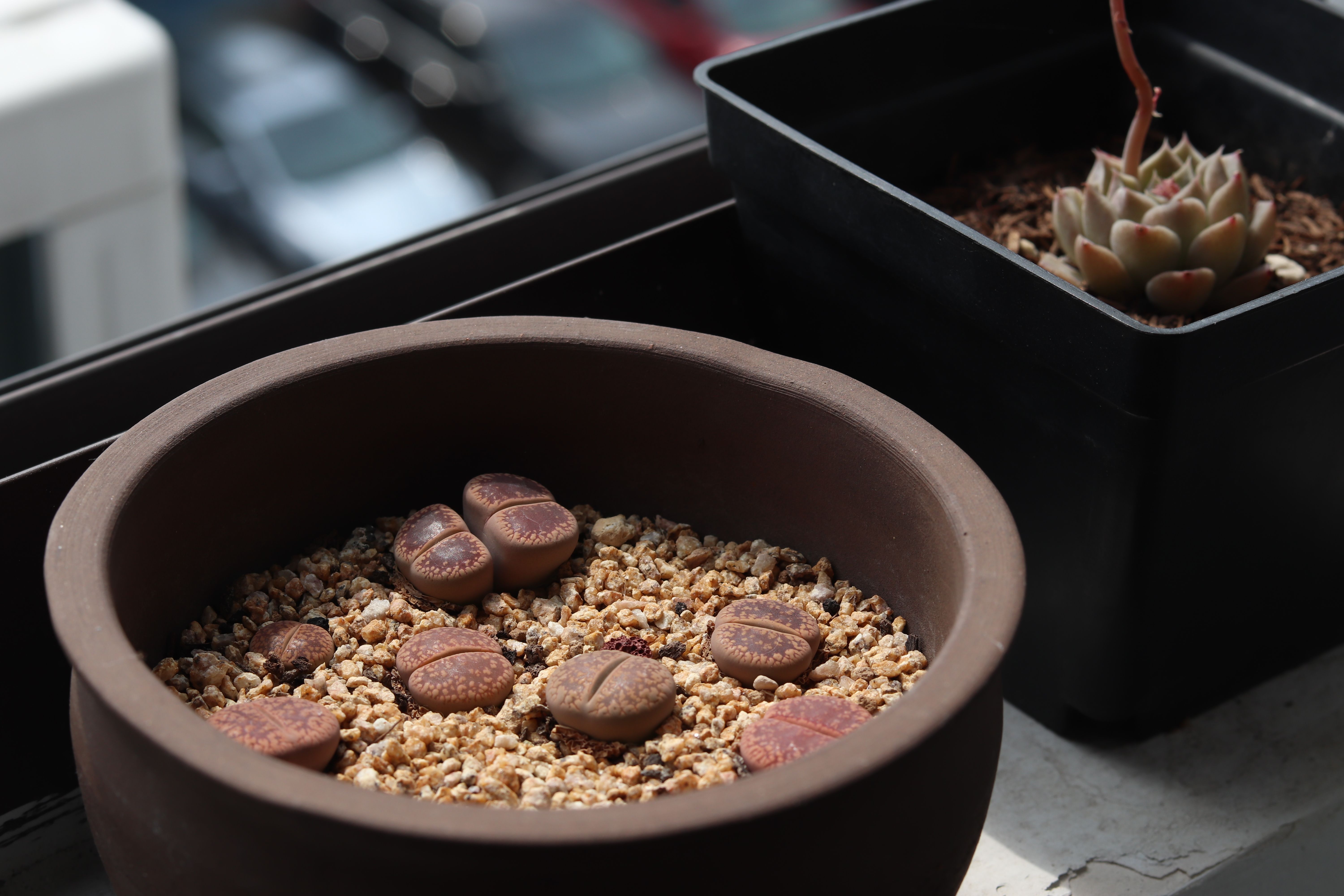 Living stone Plant