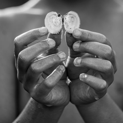 Close-up of a Person Holding Two Small Seashells 