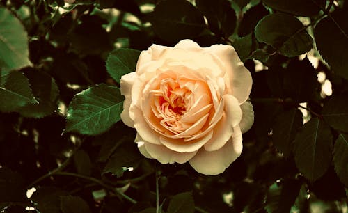 Beautiful Blooming Rose