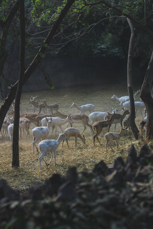 Herd of Young Deer in a Forest Glade