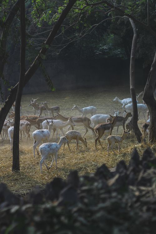Free A peaceful scene of a deer herd grazing in a forest glade, capturing natural beauty and wildlife essence. Stock Photo