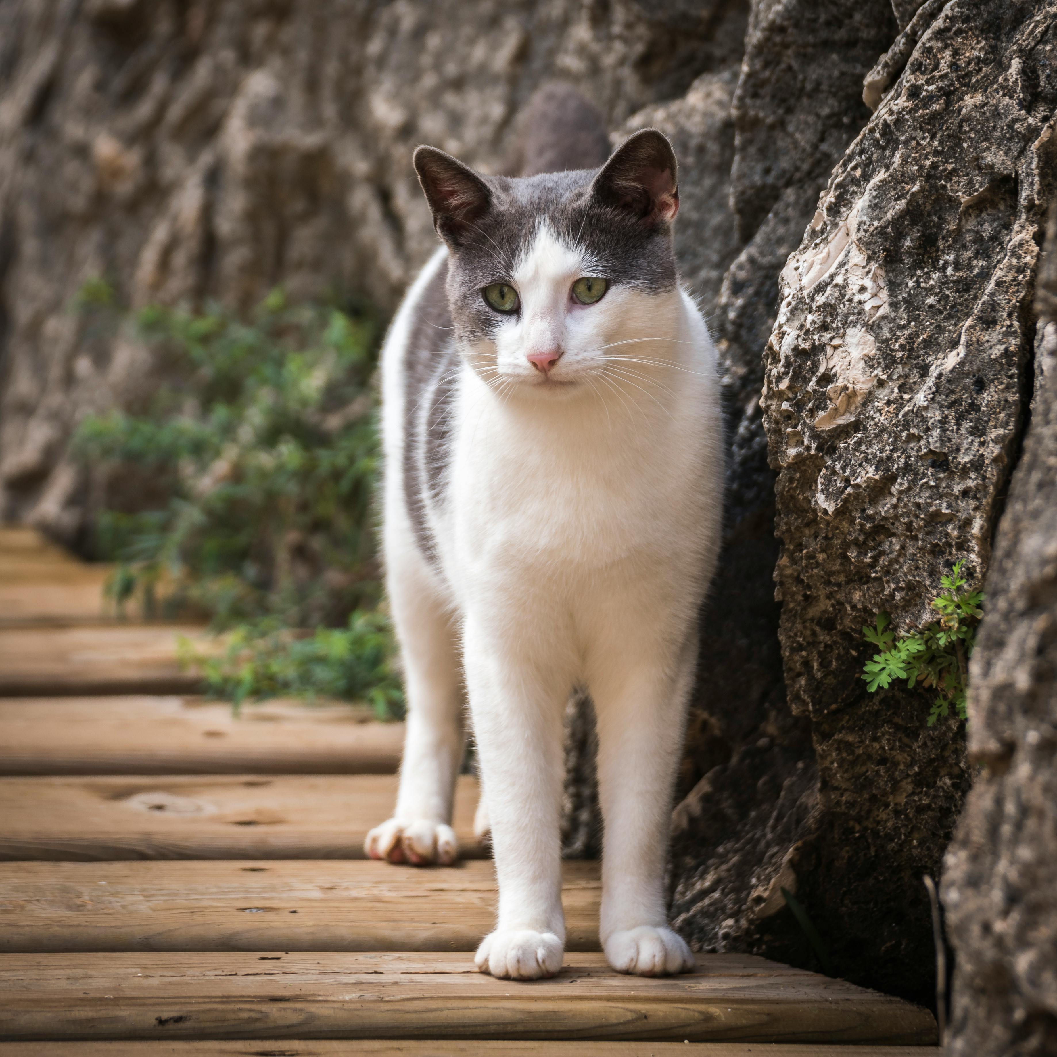 A cute tabby cat standing on a wooden pathway among rocks in Málaga, Spain.