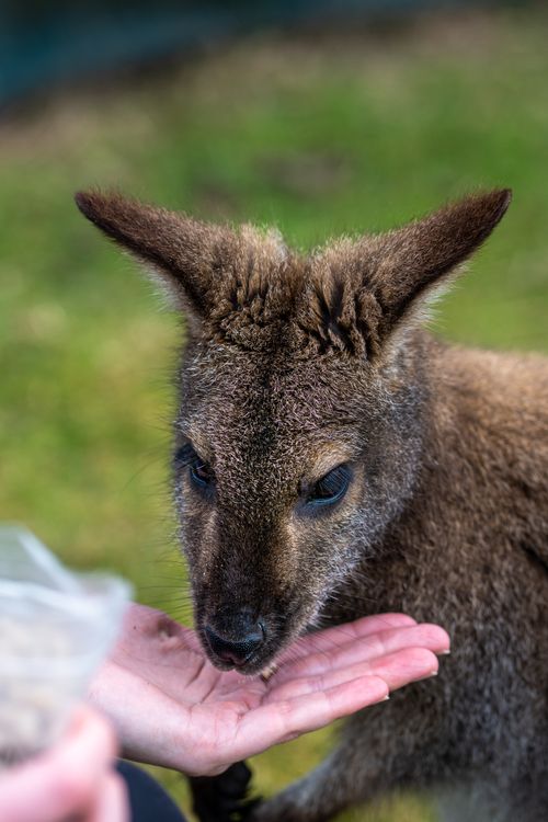 Free A kangaroo is captured eating from a human hand in a close-up outdoor shot. Stock Photo