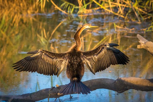 African Darter