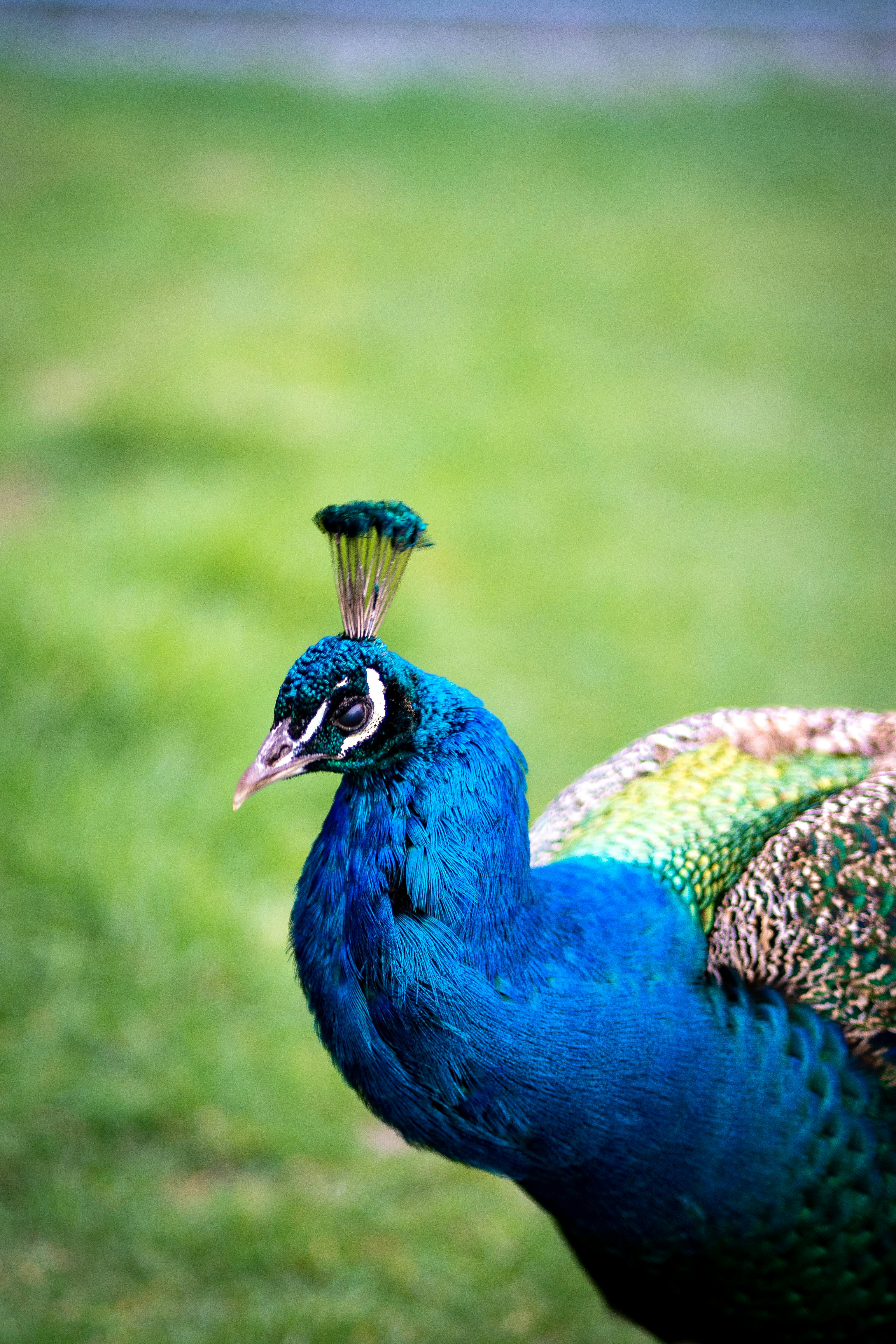 Green and Blue Peacock Feather · Free Stock Photo