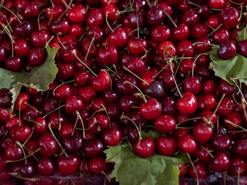 Free A vibrant close-up of fresh red cherries at a farmers market, showcasing their juicy and organic appeal. Stock Photo