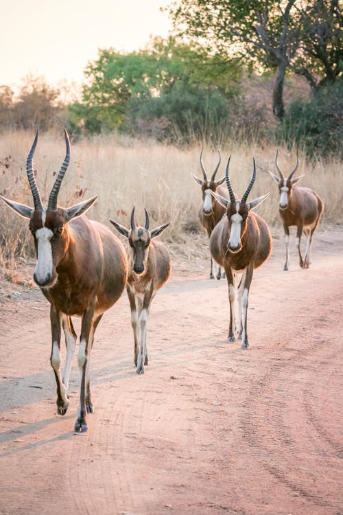Herd of Antelopes Walking in Savannah