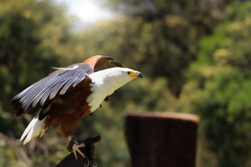 African Fish Eagle