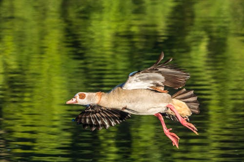 Duck Flying over Lake
