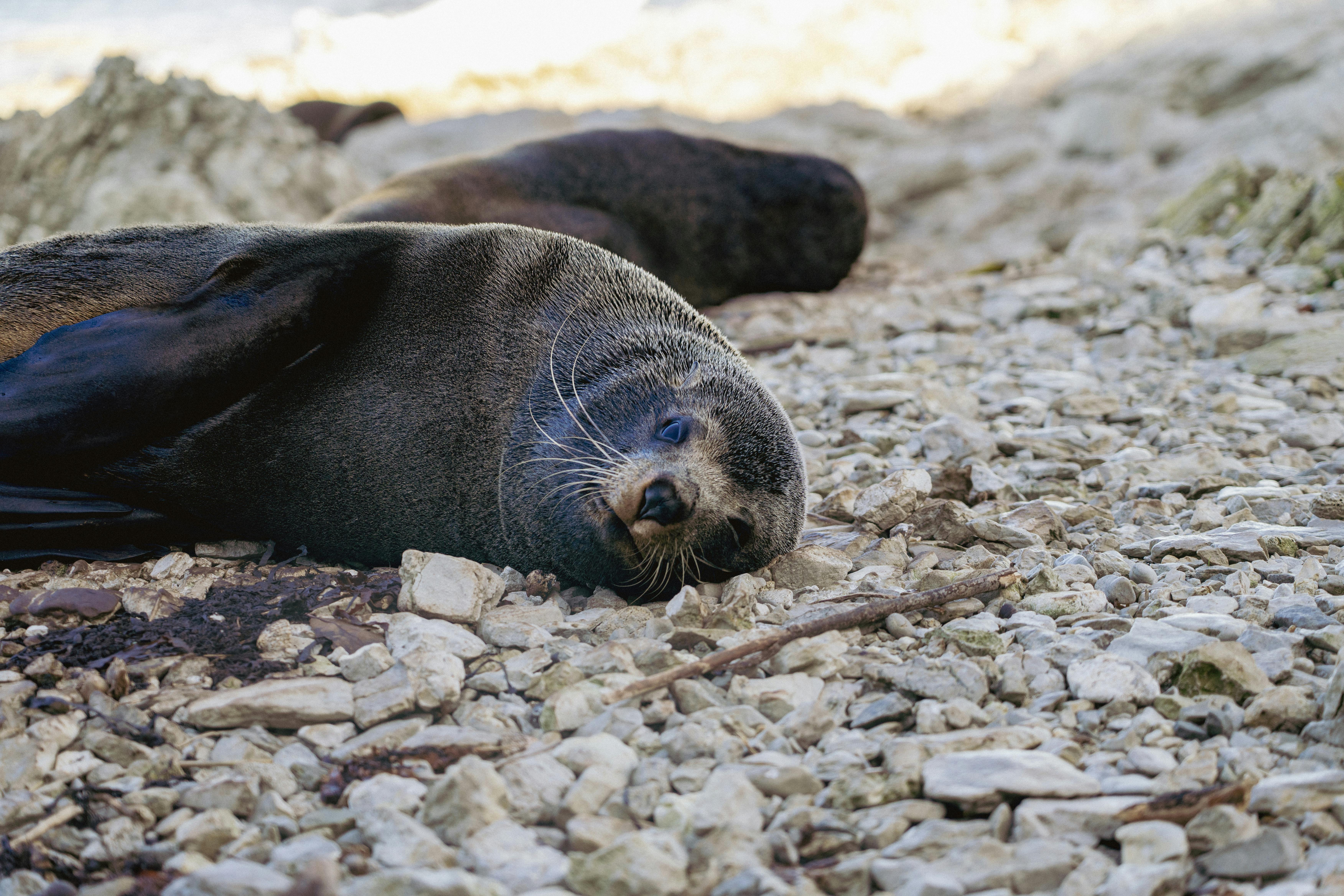 A New Zealand fur seal rests peacefully on rocky seashore, showcasing serene wildlife in nature.