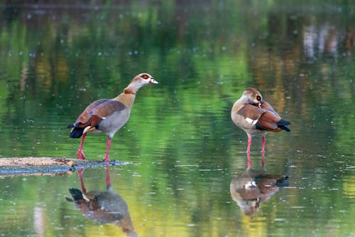 Egyptian Geese Reflecting in a Pond