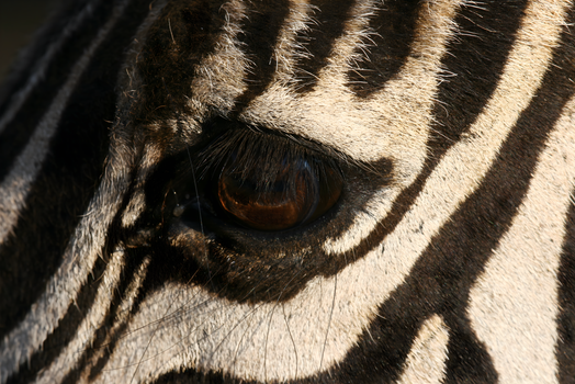 A detailed close-up shot focusing on the eye and stripes of a zebra in natural light.