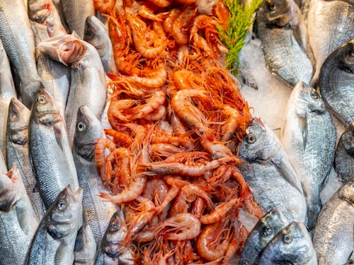 Close-up of a Pile of Freshly Caught Fish and Shrimps