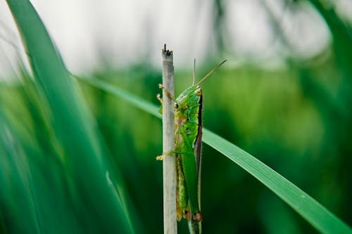 Grasshopper on Straw