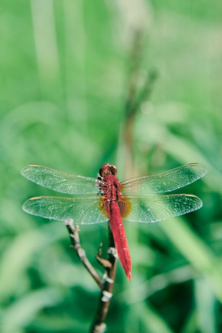 Detailed shot of a red dragonfly resting on a branch in lush green surroundings.