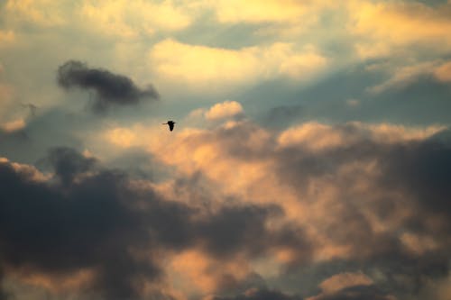 Free stock photo of flying bird, natural light, orange clouds