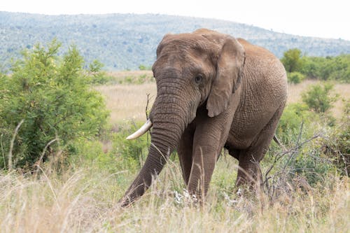 African Elephant with One Tusk Walking through Grass and Bushes
