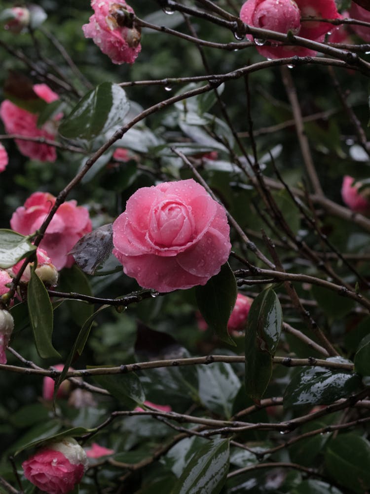 Rose Shrub In Rain